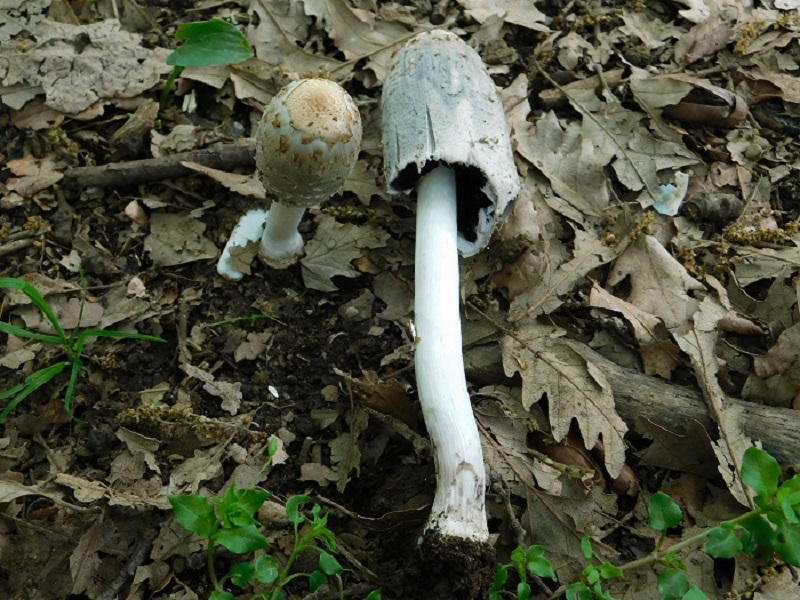 14)Fotogr.il 26.04.2019.sotto Quercia ultimo del 26.04