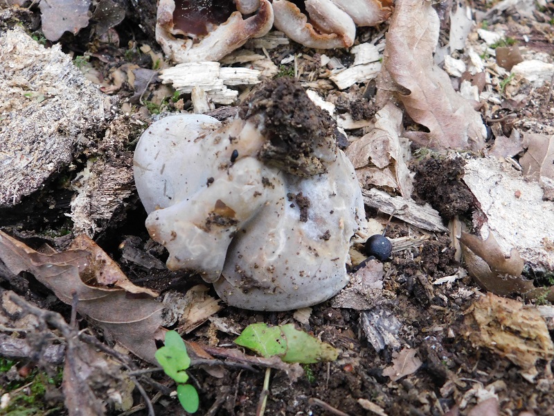 7)Fotogr.il 26.04.2019.sotto Quercia