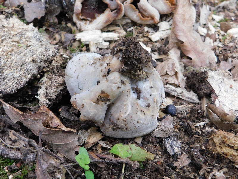 7)Fotogr.il 26.04.2019.sotto Quercia