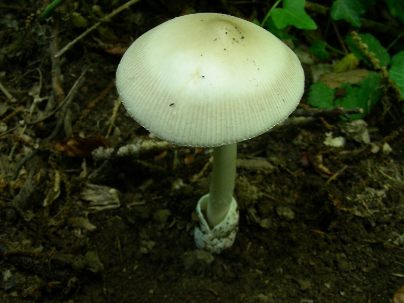 Vecchio ritrovamento di giugno