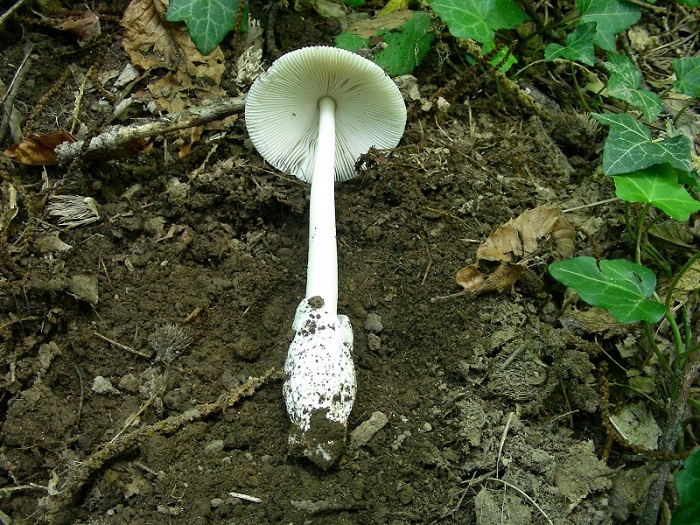 Vecchio ritrovamento di giugno