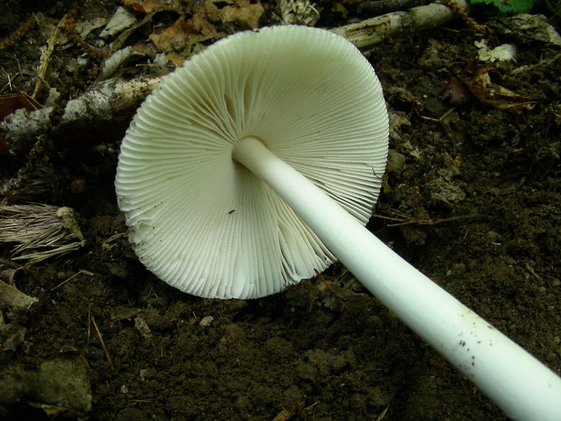 Vecchio ritrovamento di giugno