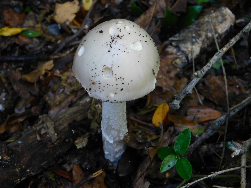 Fotogr.il 27.04.2019 bosco misto di latifoglia