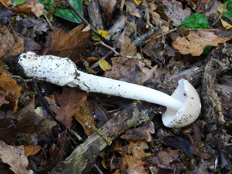 Fotogr.il 27.04.2019 bosco misto di latifoglia
