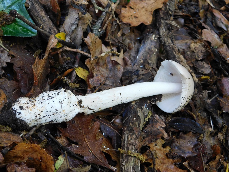 Fotogr.il 27.04.2019 bosco misto di latifoglia