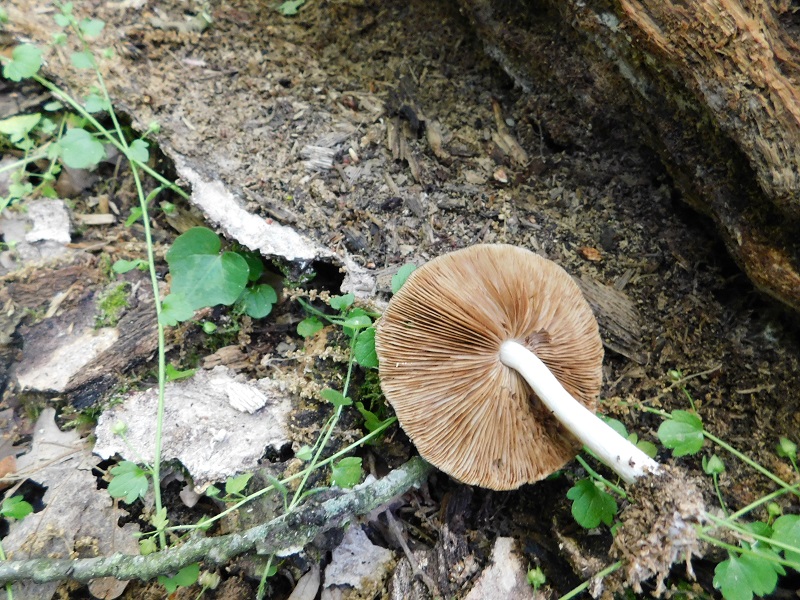 5)Fotogr.il 30.04.2019.sotto Quercia