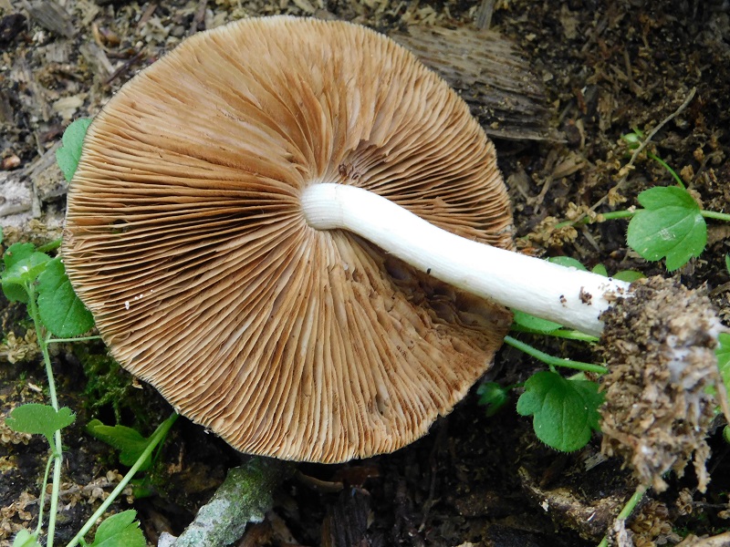 5)Fotogr.il 30.04.2019.sotto Quercia
