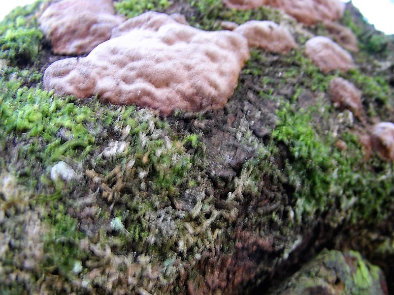 1)Fotogr.il 9.04.2019.sotto latifoglia lignicolo