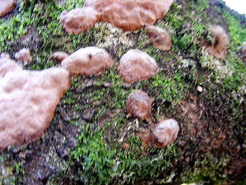 1)Fotogr.il 9.04.2019.sotto latifoglia lignicolo
