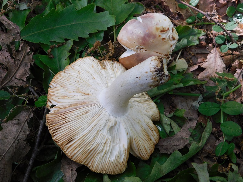 5)Fotogr.11.05.2019.sotto Quercia