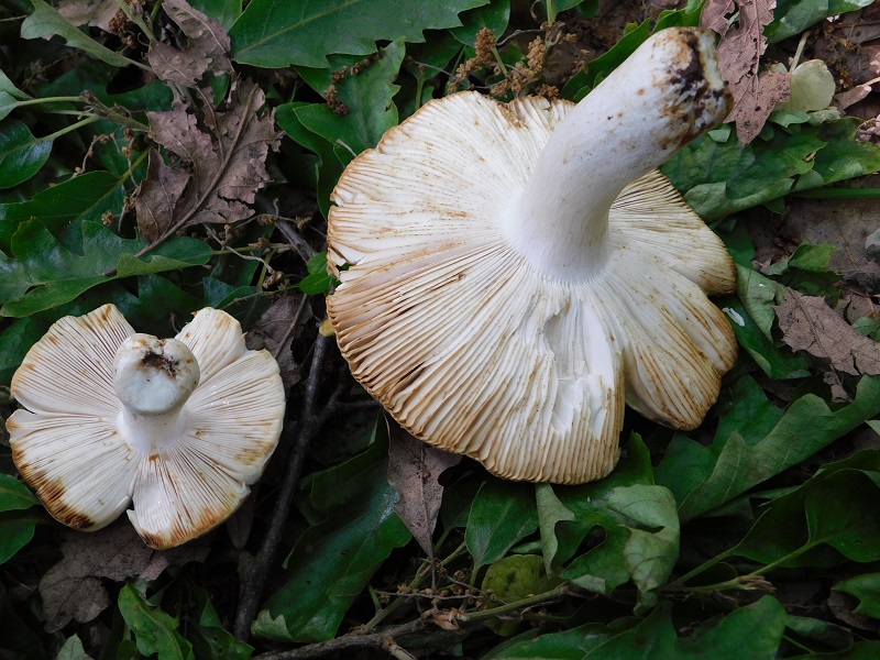 5)Fotogr.11.05.2019.sotto Quercia