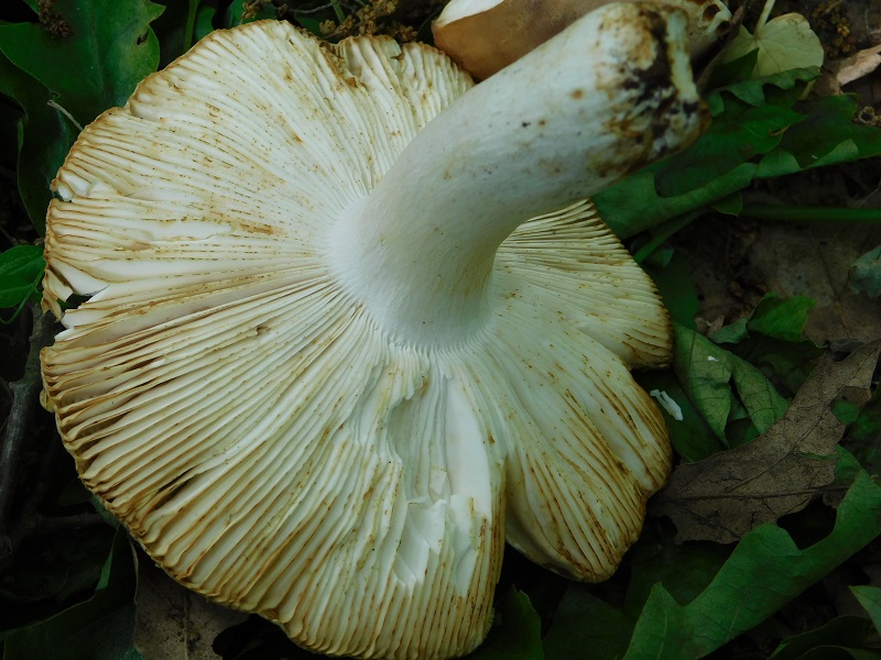 5)Fotogr.11.05.2019.sotto Quercia