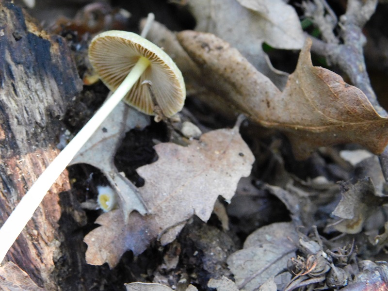 8)Fotogr.il 30.04.2019.sotto Quercia