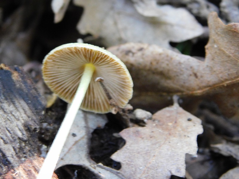 8)Fotogr.il 30.04.2019.sotto Quercia