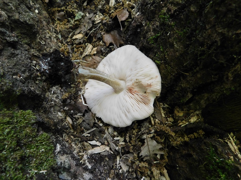 9)Fotogr.il 30.04.2019.sotto Quercia