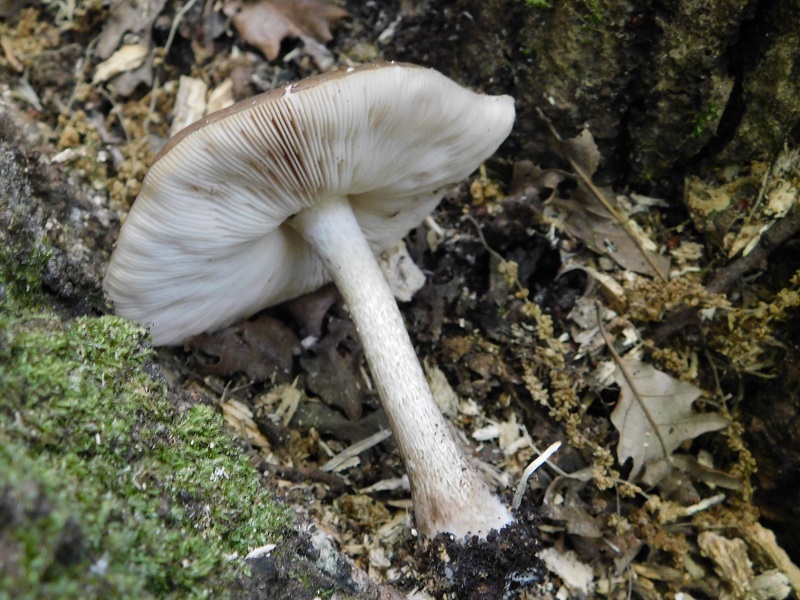 9)Fotogr.il 30.04.2019.sotto Quercia