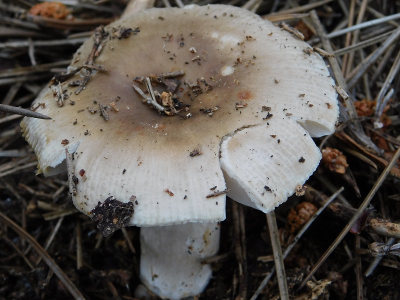 7)Fotogr.il 25.05.2019.sotto pineta