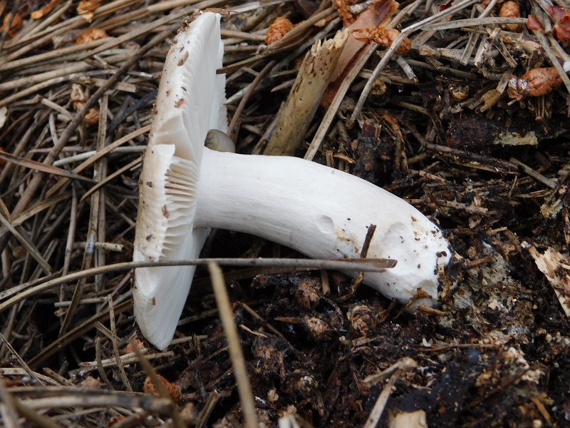 7)Fotogr.il 25.05.2019.sotto pineta