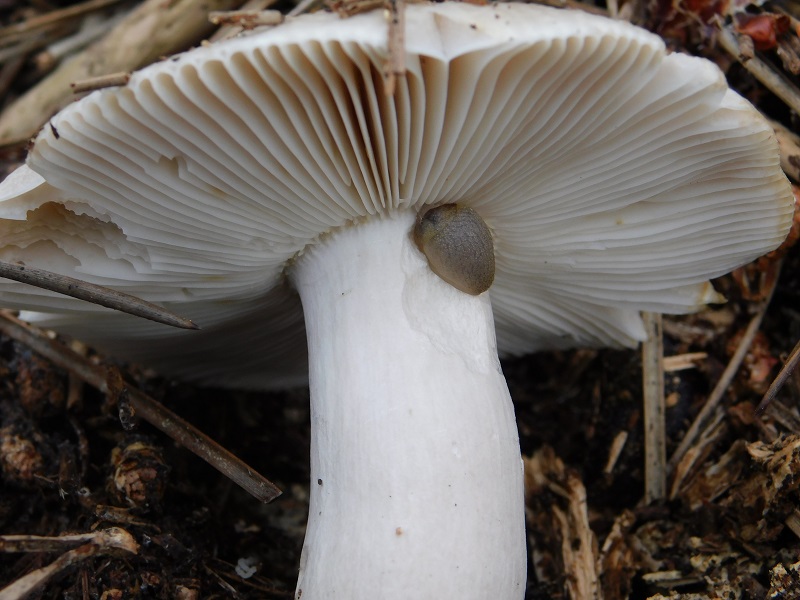 7)Fotogr.il 25.05.2019.sotto pineta