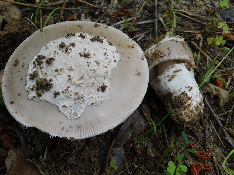 8)Fotogr.il 25.05.2019.sotto pineta