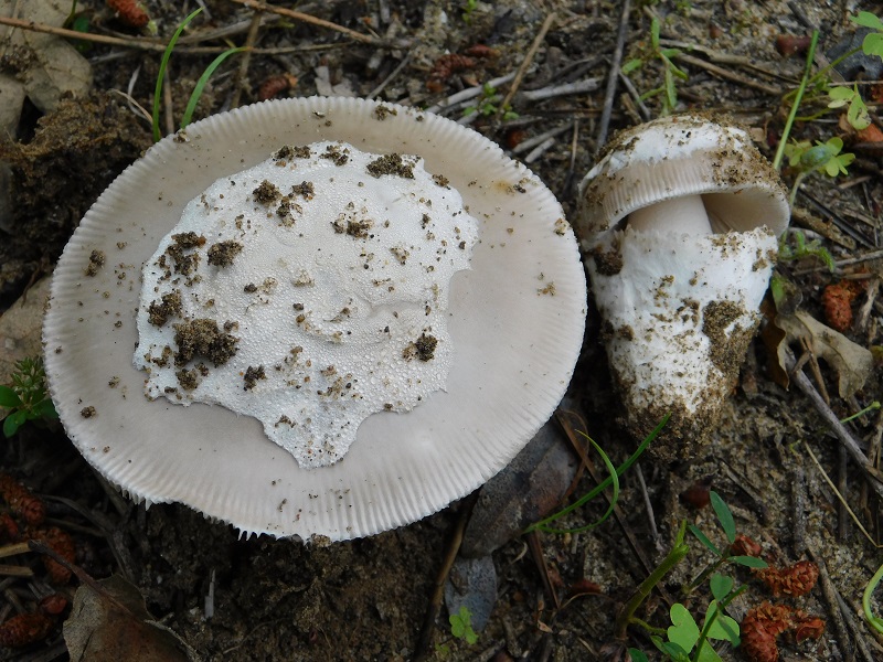 8)Fotogr.il 25.05.2019.sotto pineta