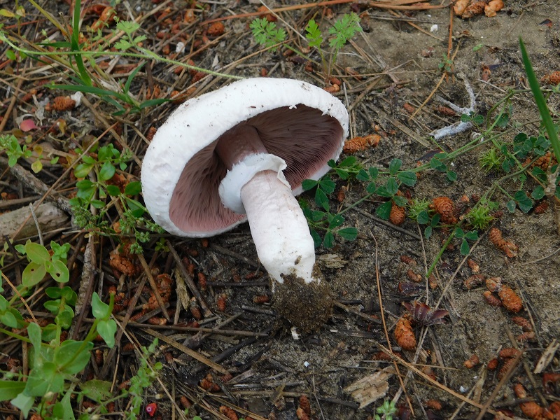 10)Fotogr.il 25.05.2019.sotto pineta