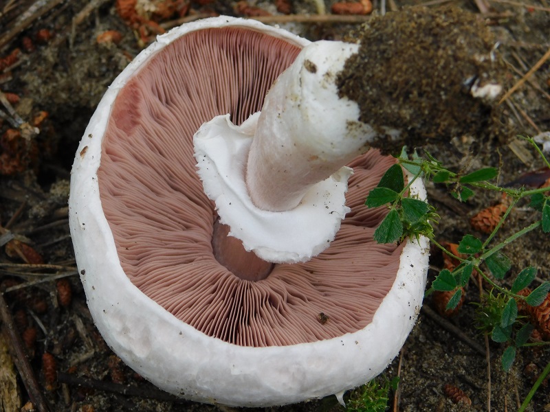 10)Fotogr.il 25.05.2019.sotto pineta