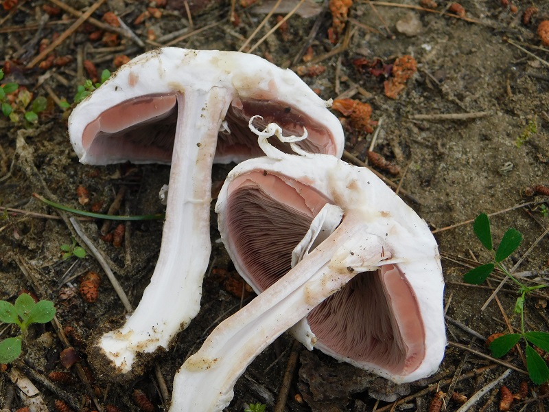 10)Fotogr.il 25.05.2019.sotto pineta