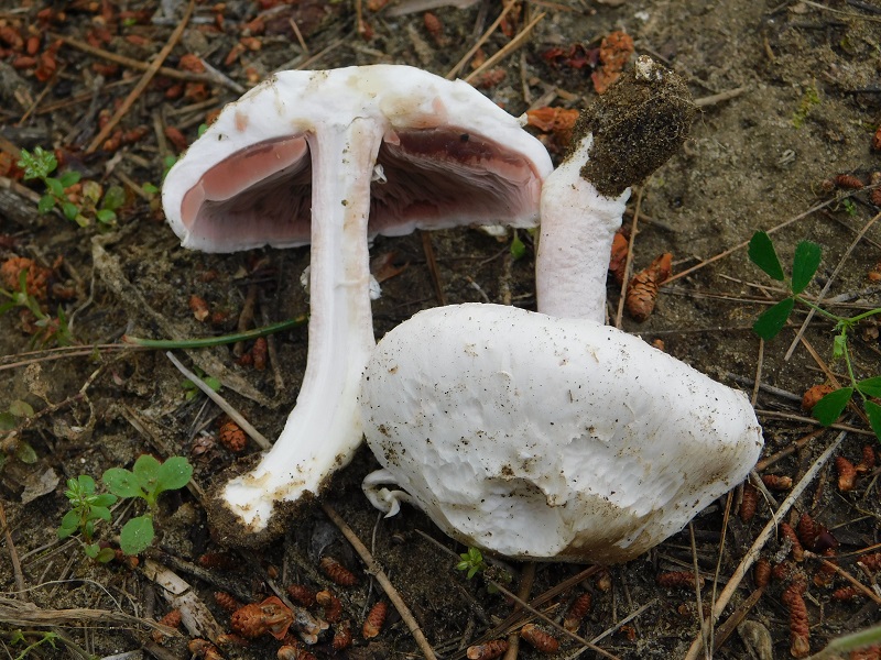 10)Fotogr.il 25.05.2019.sotto pineta