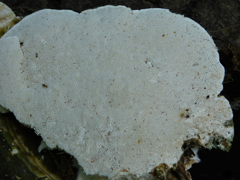 3)Fotogr.1.06.2019.sotto Quercia lignicolo