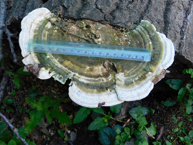 3)Fotogr.1.06.2019.sotto Quercia lignicolo