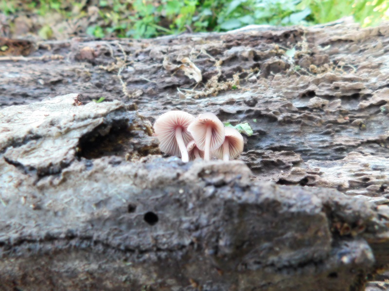 4)Fotogr.1.06.2019.sotto Quercia lignicolo