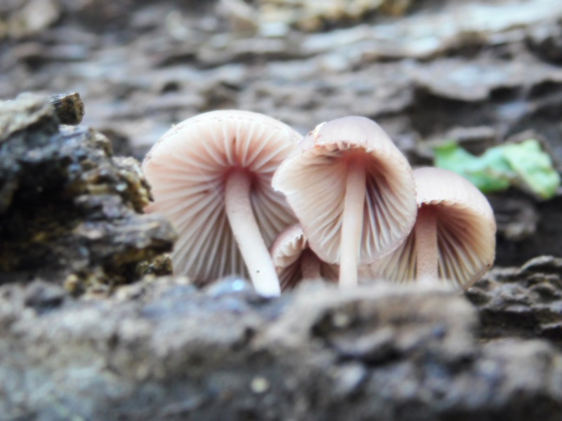 4)Fotogr.1.06.2019.sotto Quercia lignicolo