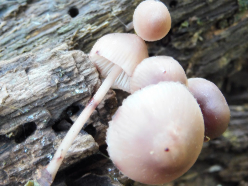 4)Fotogr.1.06.2019.sotto Quercia lignicolo