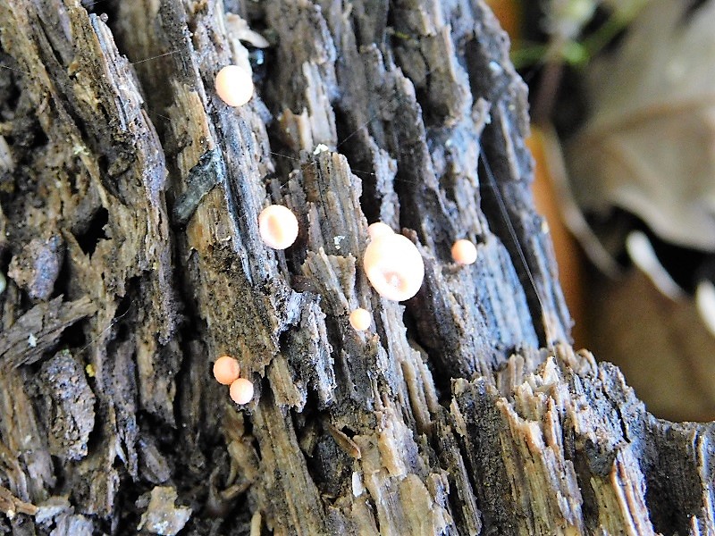 5)Fotogr.1.06.2019.sotto Quercia lignicolo