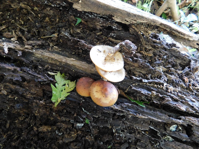 6)Fotogr.1.06.2019.sotto Quercia lignicolo