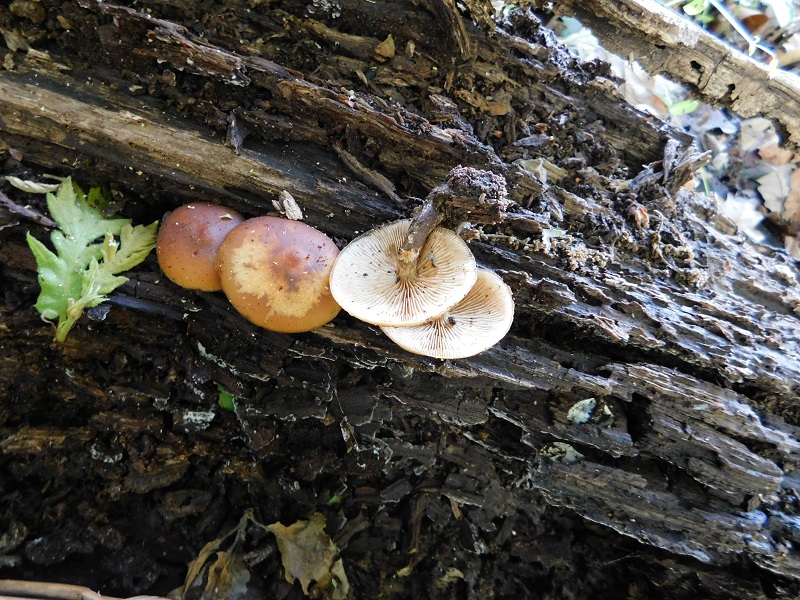 6)Fotogr.1.06.2019.sotto Quercia lignicolo