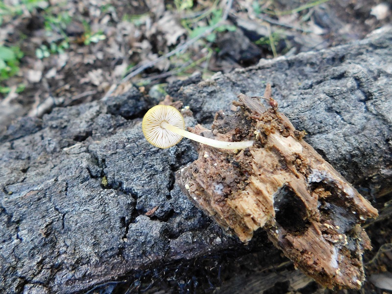 2)Fotogr.1.06.2019.sotto Quercia lignicolo
