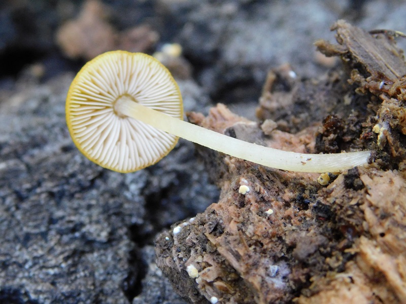 2)Fotogr.1.06.2019.sotto Quercia lignicolo