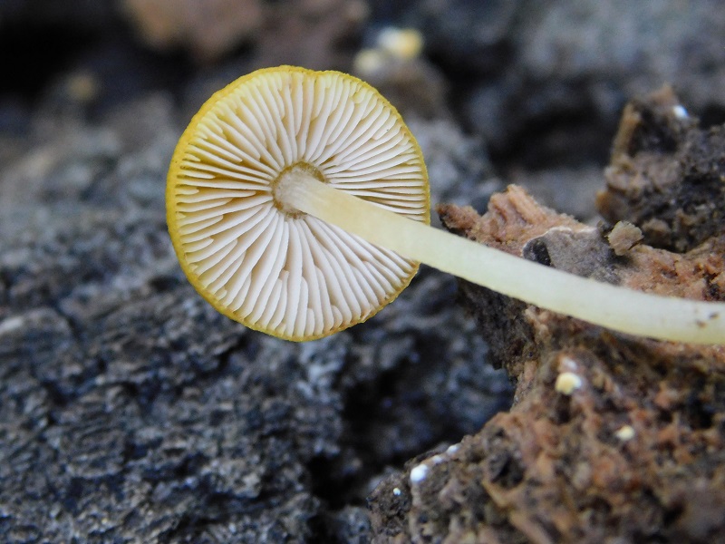 2)Fotogr.1.06.2019.sotto Quercia lignicolo