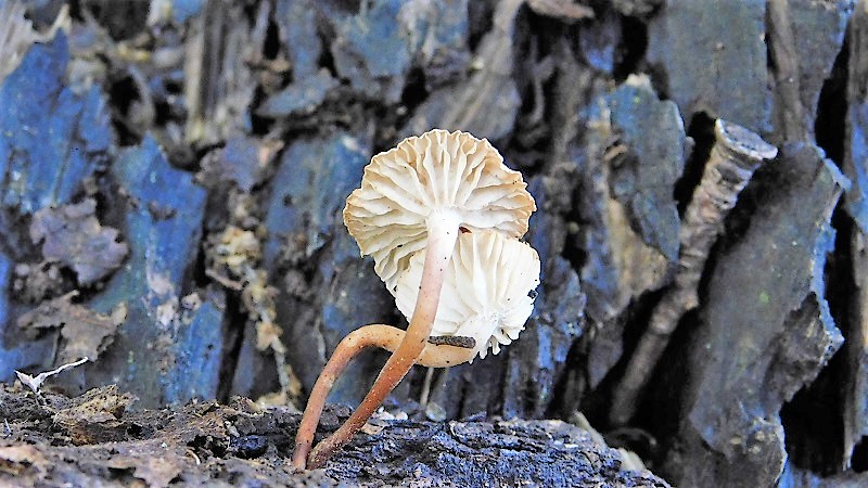 7)Fotogr.1.06.2019.sotto Quercia lignicolo