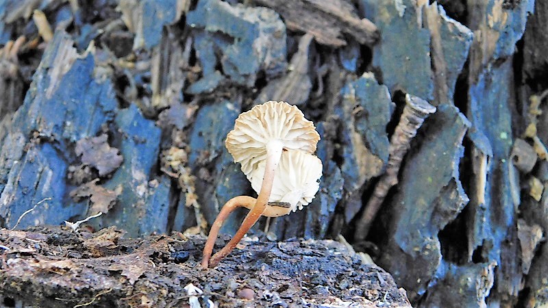 7)Fotogr.1.06.2019.sotto Quercia lignicolo