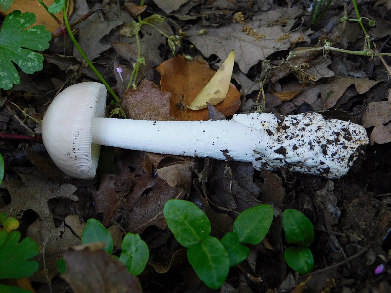 8)Fotogr.1.06.2019.sotto Quercia