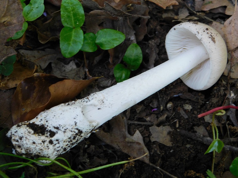 8)Fotogr.1.06.2019.sotto Quercia