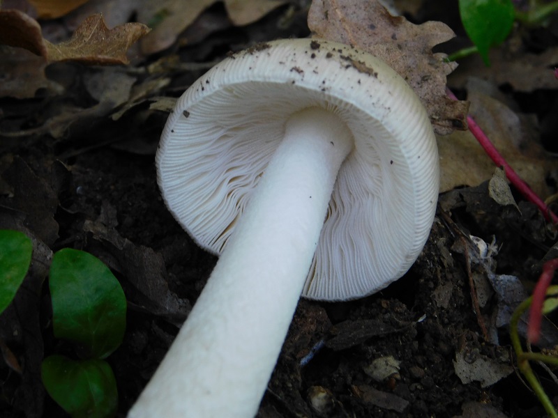 8)Fotogr.1.06.2019.sotto Quercia