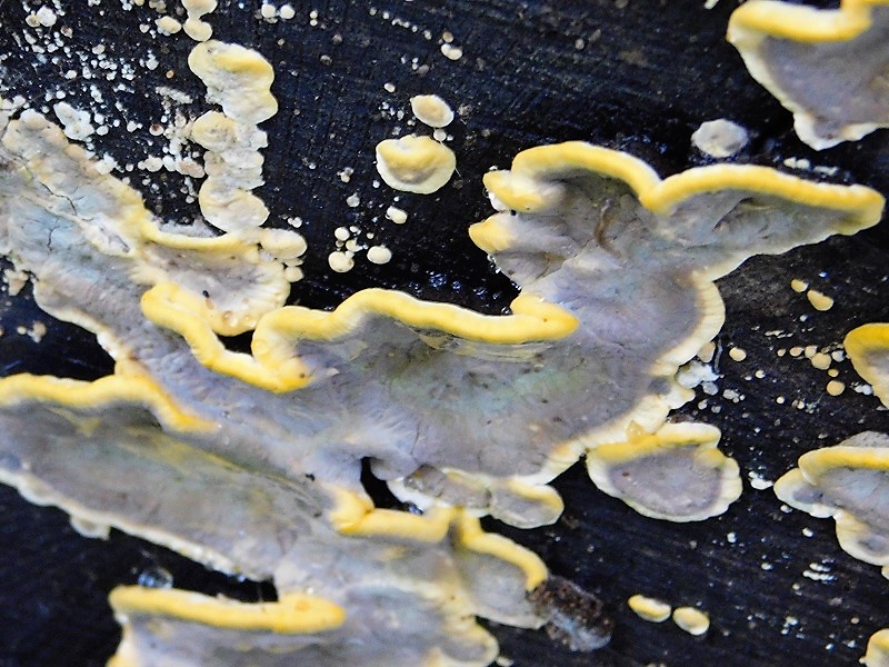 9)Fotogr.1.06.2019.sotto Quercia lignicolo