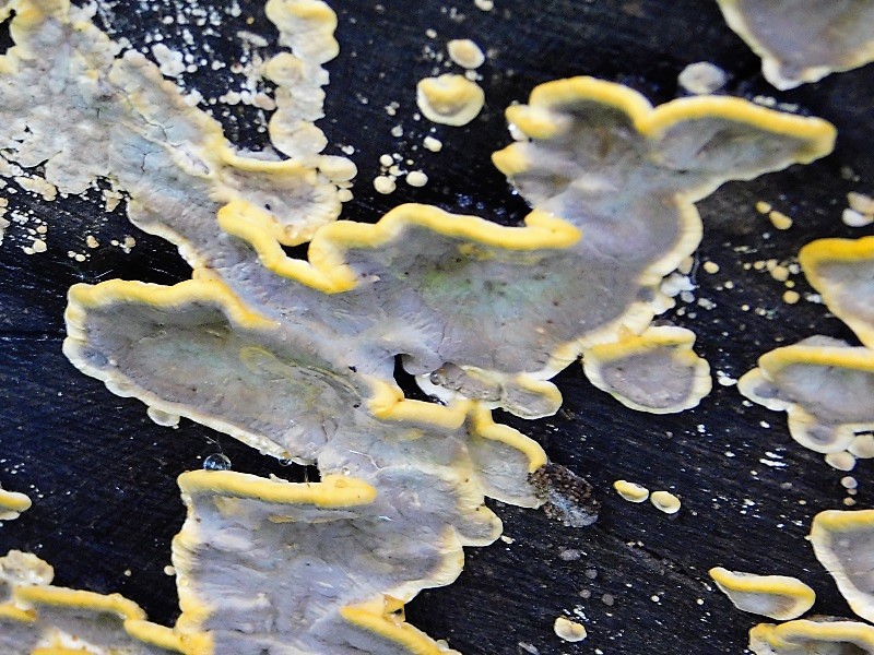 9)Fotogr.1.06.2019.sotto Quercia lignicolo