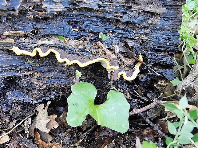 9)Fotogr.1.06.2019.sotto Quercia lignicolo