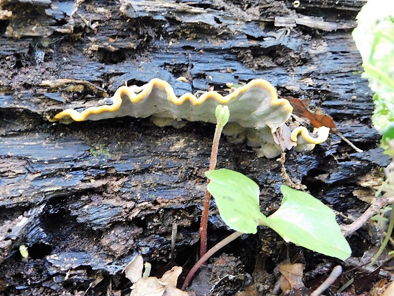 9)Fotogr.1.06.2019.sotto Quercia lignicolo