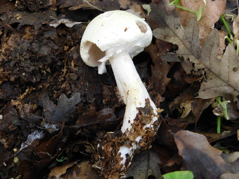 10)Fotogr.1.06.2019.sotto Quercia